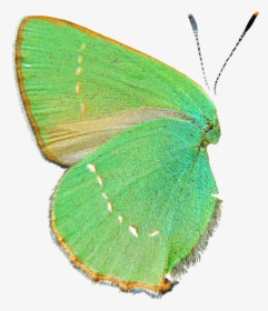 Green And - Green Hairstreak, HD Png Download, Free Download