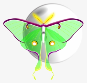 Moth Clipart Transparent - Moth, HD Png Download, Free Download