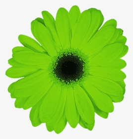 Transparent Gerbera Daisy Clipart - Green Flowers Transparent Background, HD Png Download, Free Download