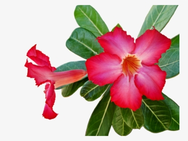 Canvas Print Plant Green Flower Flowers Stretched Canvas - Desert Rose, HD Png Download, Free Download