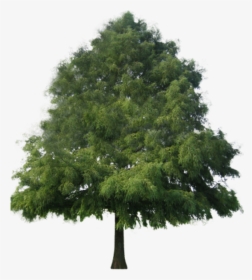 Cypress Tree Png - Pine Non Flowering Plants, Transparent Png, Free Download