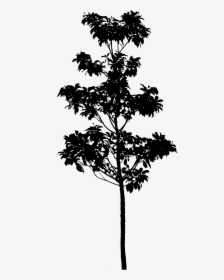 Silhouette Pine Tree Longstalk Holly Photography - Bald Cypress Tree Silhouette Png, Transparent Png, Free Download
