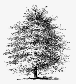 Mediterranean Cypress Tree Pine Etching Drawing - Drawn Cypress Tree Transparent Background, HD Png Download, Free Download