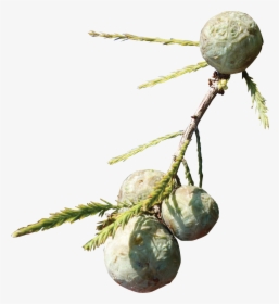 Cypress Knee - Bead - Christmas Tree, HD Png Download, Free Download