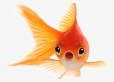 Goldfish Png Photo - Face Of Gold Fish, Transparent Png, Free Download