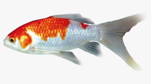 Transparent Acuario Png - Goldfish, Png Download, Free Download