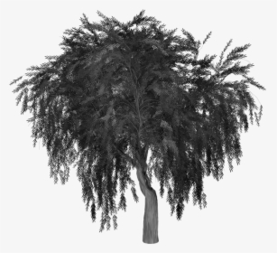 Weeping Willow, Tree, Silhouette, Isolated, Transparent - Silhouette Willow Tree Png, Png Download, Free Download