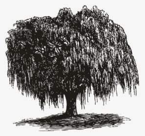 Drawings Of Realistic Trees, HD Png Download, Free Download