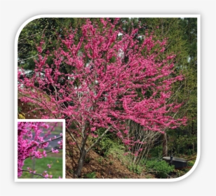 Picture - Red Bud, HD Png Download, Free Download