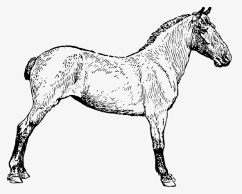 Mane, HD Png Download, Free Download