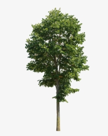 Trees Png Hd, Transparent Png, Free Download
