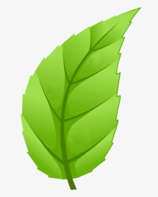 Leaf Trees Png Clipart , Png Download - Tree, Transparent Png, Free Download