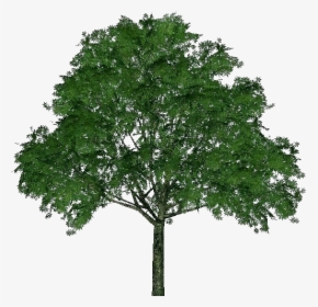 Ohio Horse Chestnut - Horse Chestnut Tree Silhouette, HD Png Download, Free Download