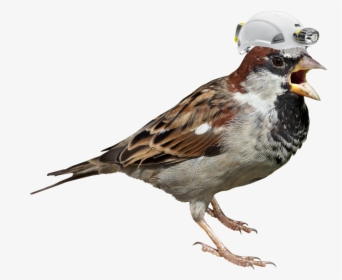 Download Sparrow Png Picture - House Sparrow White Background, Transparent Png, Free Download