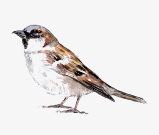 Sparrow Png Download Image - House Sparrow, Transparent Png, Free Download