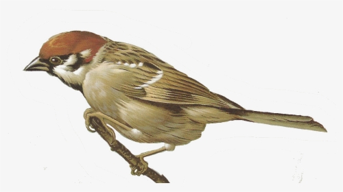 Sparrow Png - Clipart Sparrow Png, Transparent Png, Free Download