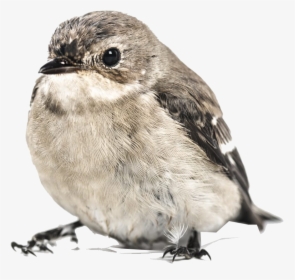 Sparrow Png Image File - Baby Bird White Background, Transparent Png, Free Download