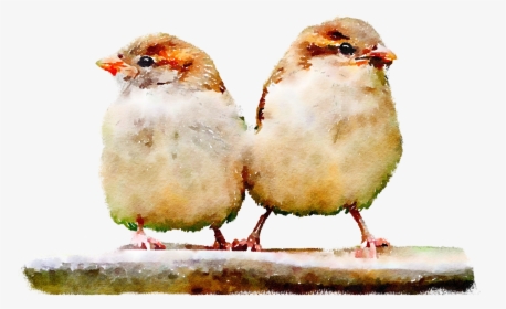 Transparent Sparrow Png - House Sparrow, Png Download, Free Download