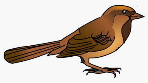 Pardal Png, Transparent Png, Free Download