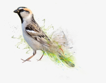 World Sparrow Day 2019, HD Png Download, Free Download