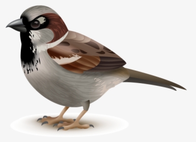 Sparrow-01 - Gorrion Esquema, HD Png Download, Free Download