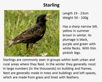 Starling Bird , Png Download - Starling Bird, Transparent Png, Free Download