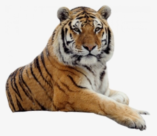 Sitting - - Tiger Png, Transparent Png, Free Download