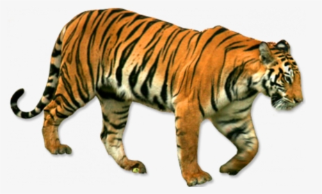 Standing - - National Animal Of India Png, Transparent Png, Free Download
