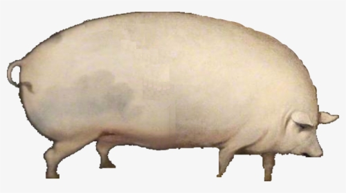 Oats Brother Png, Transparent Png, Free Download