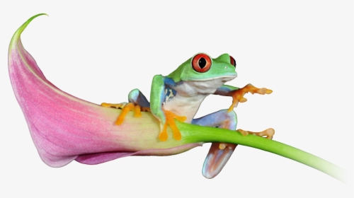 See Our Latest Website Projects - Red-eyed Tree Frog, HD Png Download, Free Download