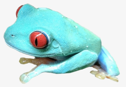 Transparent Blue Frog Png - Blue Red Eyed Tree Frog, Png Download, Free Download