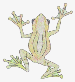 Bufo, HD Png Download, Free Download