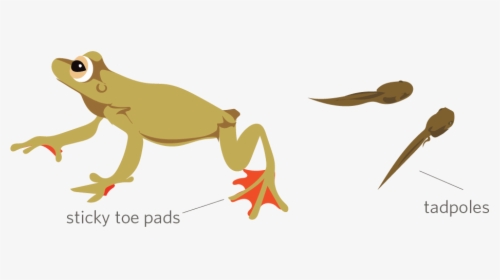 Clip Art, HD Png Download, Free Download