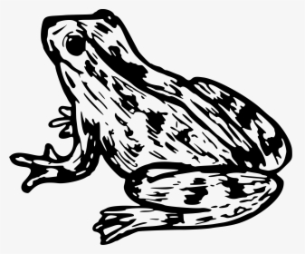 Tree Frog Png Black And White - Tree Frog Black And White, Transparent Png, Free Download
