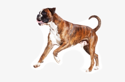 Transparent Boxer Dog Png - Dog Boxer Png, Png Download, Free Download