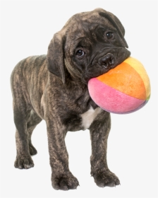 Puppy - Boxer, HD Png Download, Free Download