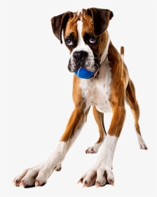 #boxerdog #boxer #dog #playful #ball #dogplaytime #playwithme - Boxer, HD Png Download, Free Download