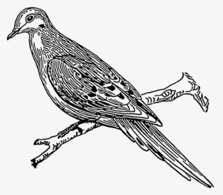 Transparent Dove Bird Png - Outline Image Of Cuckoo, Png Download, Free Download