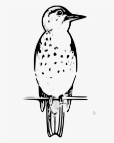 Thrush Outline Clip Arts - Drawing, HD Png Download, Free Download