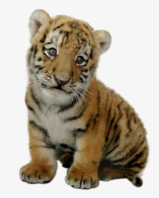 Transparent Safari Hunter Clipart - Transparent Baby Tiger Png, Png Download, Free Download