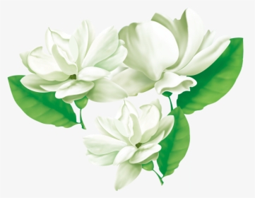 #mq #white #jasmine #flowers #flower #garden - Transparent Jasmine Flower Png, Png Download, Free Download