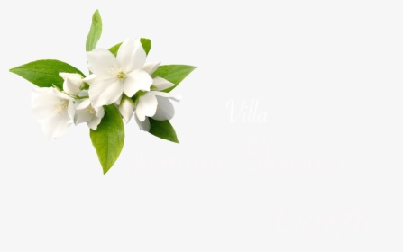 Jasmine Flower Hd Png , Png Download - Jasmine Flower Transparent Background, Png Download, Free Download