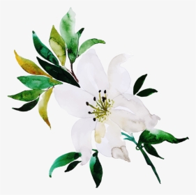 Jasmine Clipart Flower, HD Png Download, Free Download