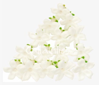 92, A Bouquet Of White Lilies, Juan Beck Collection - Jasmine Petals Png, Transparent Png, Free Download