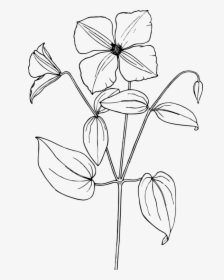 Trillium Drawing Flower - Sampaguita Flower Drawing Easy, HD Png Download, Free Download