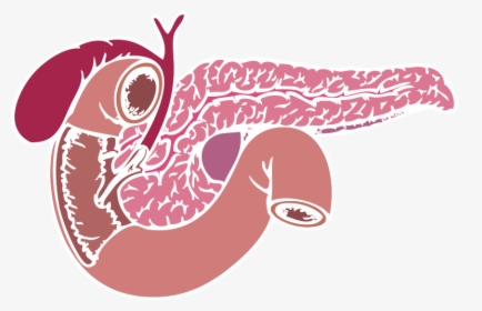 Cartoon Pancreas Transparent Background, Hd Png Download - Clipart Pancreas Transparent Background, Png Download, Free Download