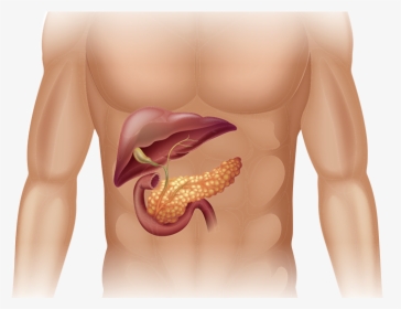 Pancreatic Cancer In Body - Human Body Pancreas Png, Transparent Png, Free Download