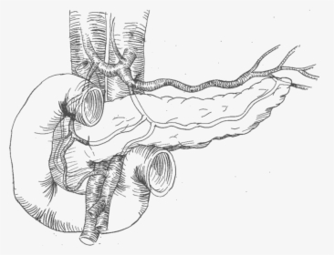 19 Pancreas Drawing Sketch Huge Freebie Download For - Pancreas Drawing Png, Transparent Png, Free Download
