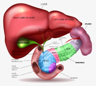 Most Cysts In The Pancreas Are Benign And Can Be Safely - Liver Gallbladder Pancreas, HD Png Download, Free Download