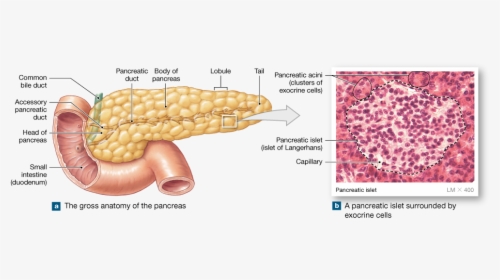 Anatomical Features Of The Pancreas, HD Png Download, Free Download